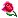 A Rose Image